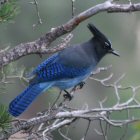 Steller's Jay