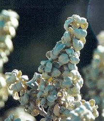 Buffalo Berry Leaves