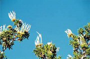 Cliffrose Plumes