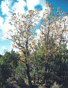 Gambel Oak